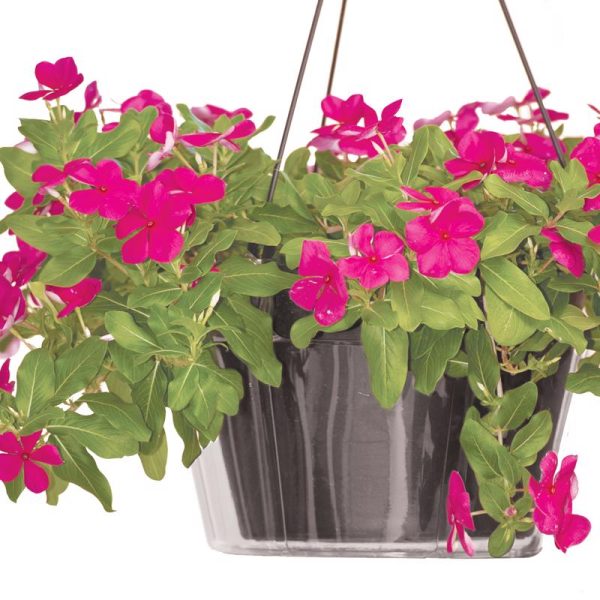 Crescent Too 5 in. H X 10 in. D Polyethylene Hanging Basket Drip Pan Clear Online Sale