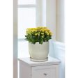 Trendspot Rivage 9.9 in. H X 9.9 in. W X 9.9 in. D X 10 in. D Ceramic Planter White on Sale